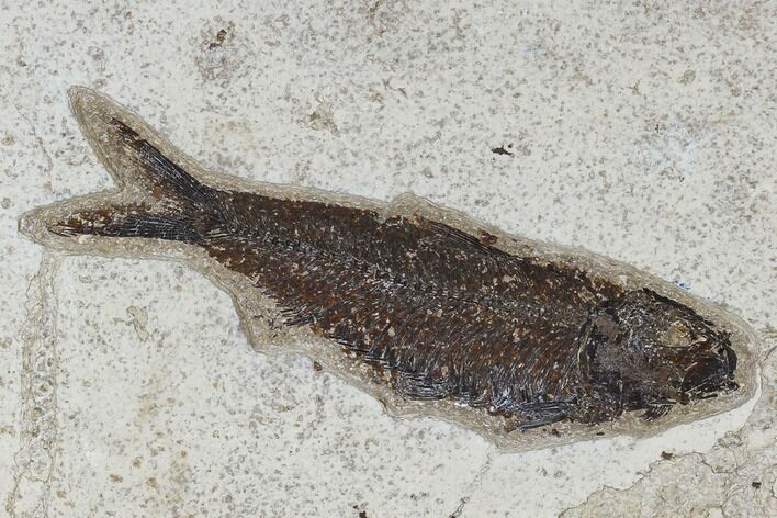Fossil Fish (Knightia) - Green River Formation #113997